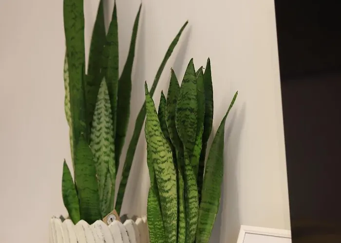 2 Mietowy Rumianek Lwowek